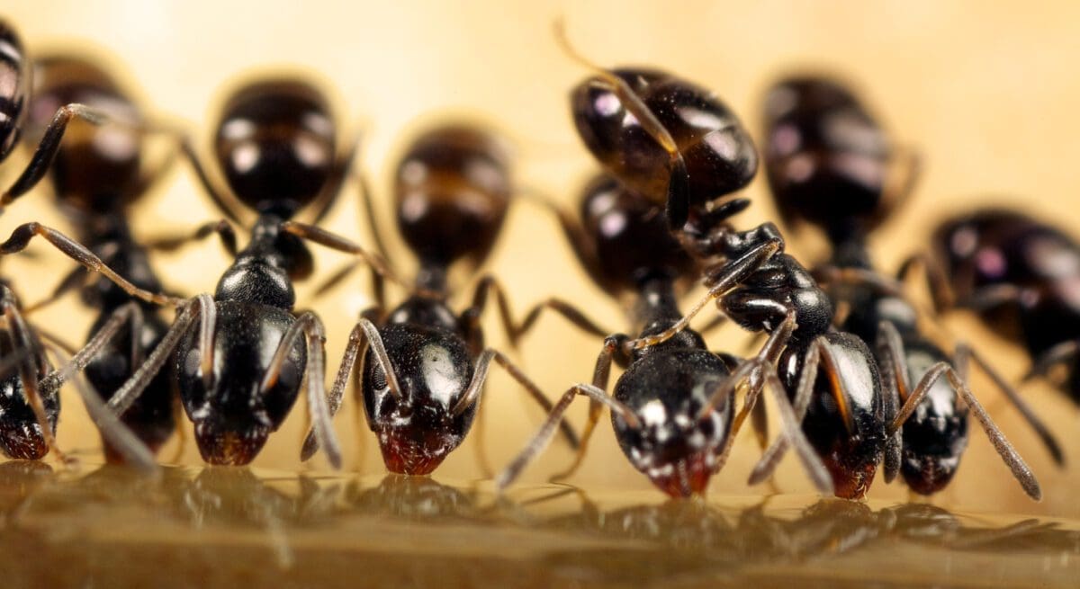 Ants Crawling on Me While I Sleep: How to Eliminate the Unwanted Guests