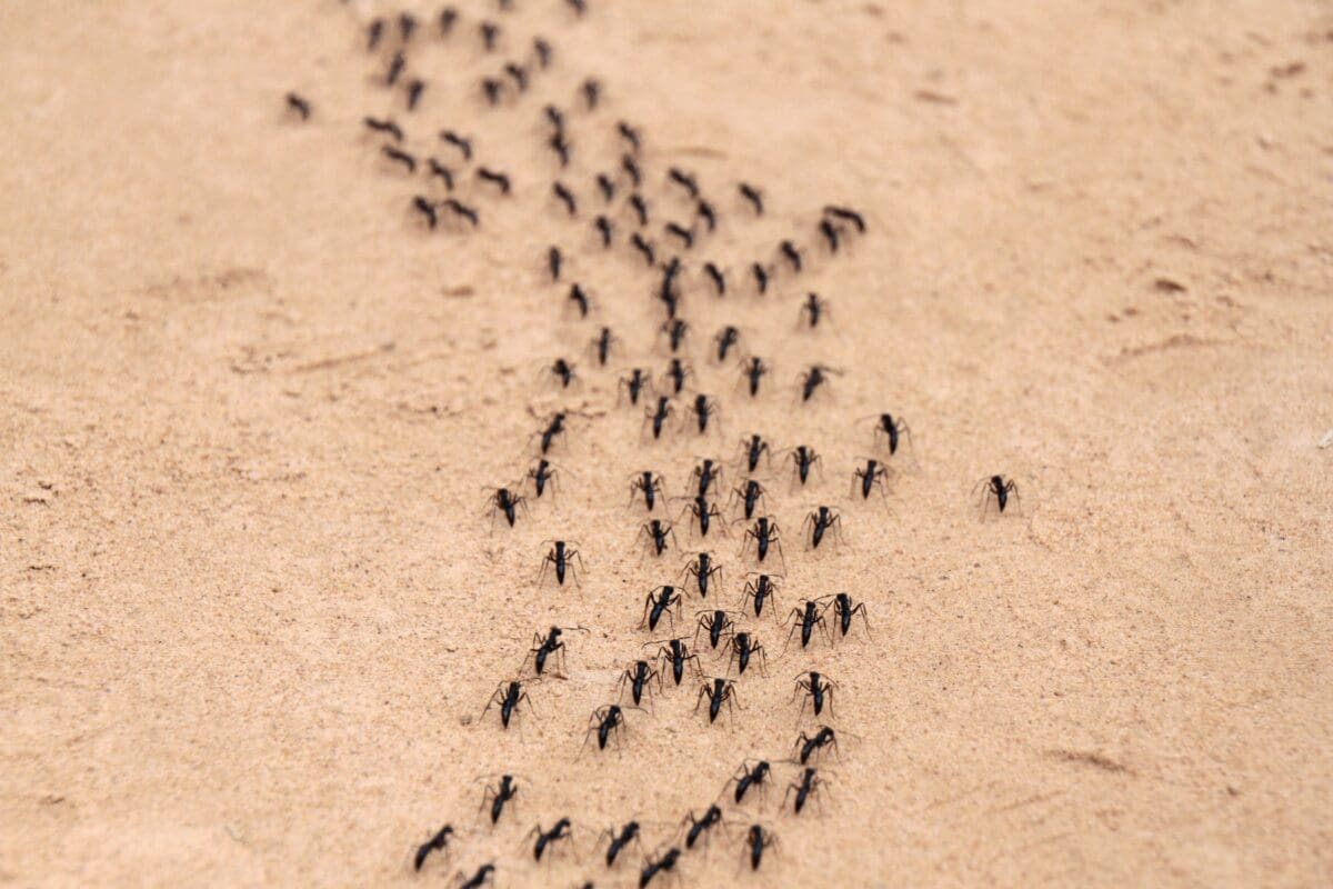 Ants Crawling on Me While I Sleep: How to Eliminate the Unwanted Guests